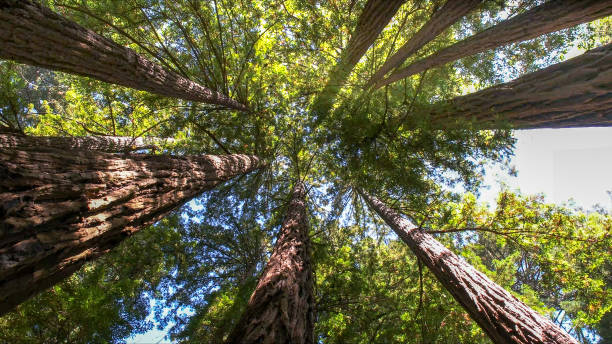 How Our Tree Care Process Works  in Greenfields, PA